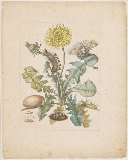 "Dandelion. / Taraxacon." (with woolly bear moth)