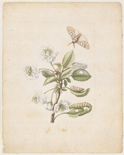 "A Double White Amarelle Blossom. / Cerasa acida, rubra, flore pleno." (double cherry blossom with stages of the blue-headed moth)
