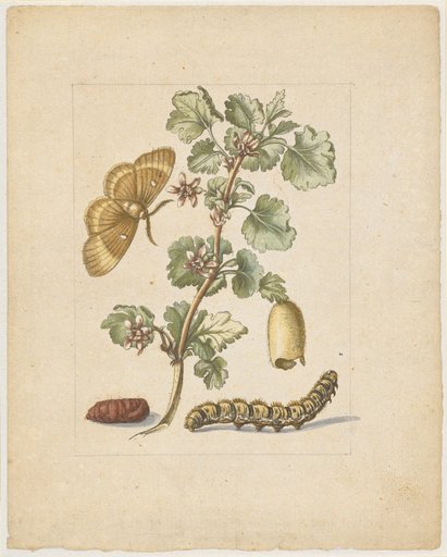 "Large Spanish Gooseberry Flower. / Flos Grossulariae, satirae, spinosae." (with the female of the oak processionary moth)