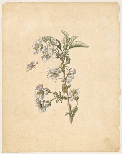 "A Morello Cherry Blossom. / Cerasus austera, florens" (with moth)