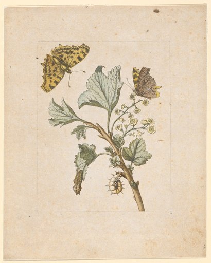 "Small Wild Red Currant Blossoms. / Grossularia hortensis, non spinosa, florens" (with C-moth)