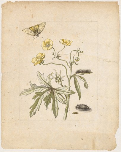 "Wild Buttercup. / Ranunculus pratensis." (with grass tiger moth)