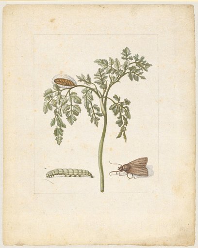 "Chervil. / Cerefalium." (with vegetable moth)