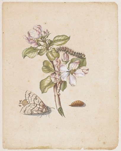 "Magdapfel Blossom. / Malus mellea, florens." (blooming apple branch with rose processionary moth)