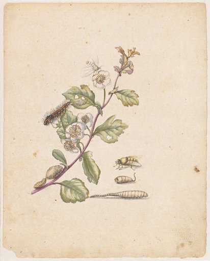 "Blooming Hawthorn. / Oxyacantha florens." (with swan)