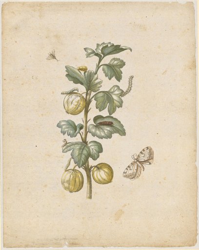 "Large Spanish Gooseberry. / Fructus grossulariae satirae, spinosae." (with gooseberry moth)