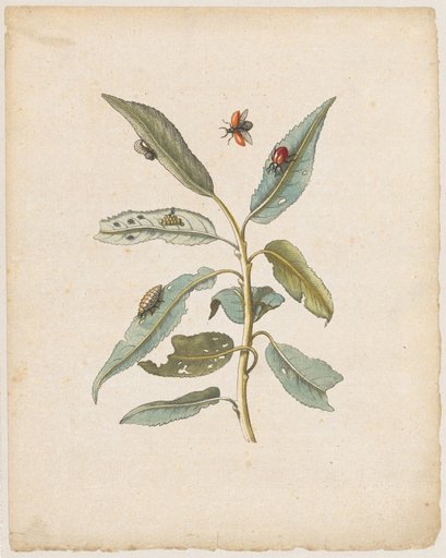 "Red Willows. / Salix, acuto folio." (willow with poplar leaf beetle)