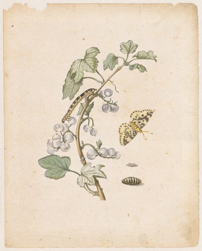 "White Currants. / Grossularia hortensis." (with gooseberry moth)