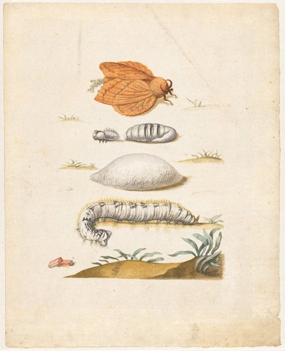 "Common Meadow Grass. / Gramen pratense, vulgare." (with glucke)