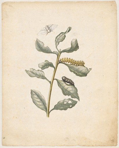 "Palm or Woolly Willows. / Salix caprea, latinfolia." (with poplar moth)