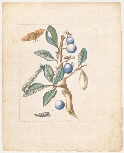 "Wild Sloes. / Acacia Germanica." (with ringed moth)