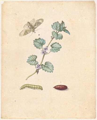 "Gunreben with its Blossom. / Hedera terrestris, florens." (ground ivy with grass moth)