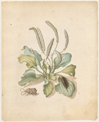 "Broadleaf Plantain. / Plantago major." (with green turnip moth)