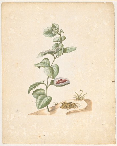 "A Type of Garden Mint. / Mentha hortensis, verticillata." (with nettle moth)