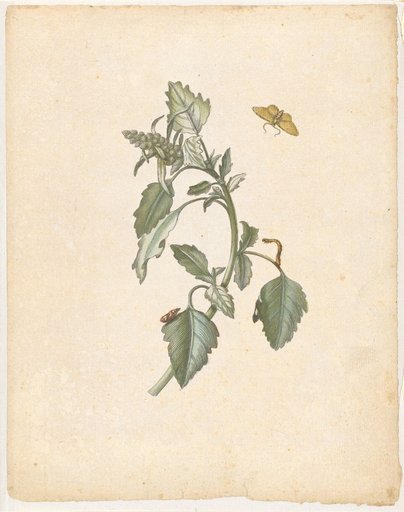 "Small Wild Oraches. / Atriplex sylvestris." (with small looper)