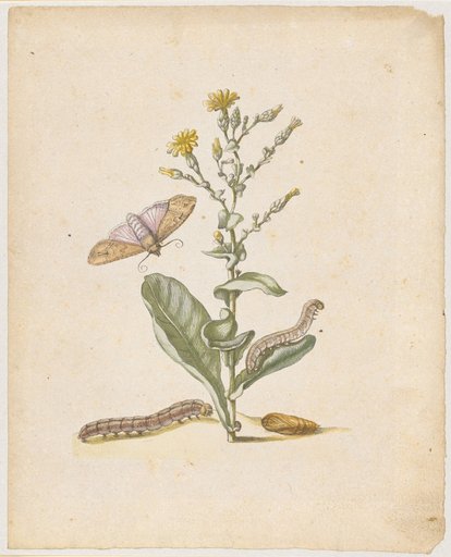 "Blooming Head or Lettuce. / Lactuca capitata, florens." (with flat-headed moth)