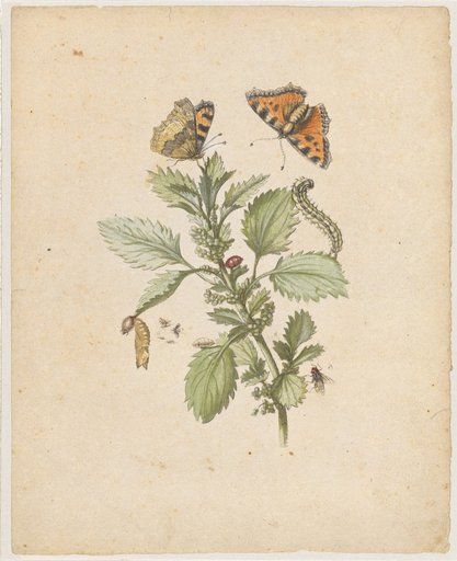 "Blooming Small Nettle. / Urticaurens, minor." (with nettle moth and small tortoiseshell)