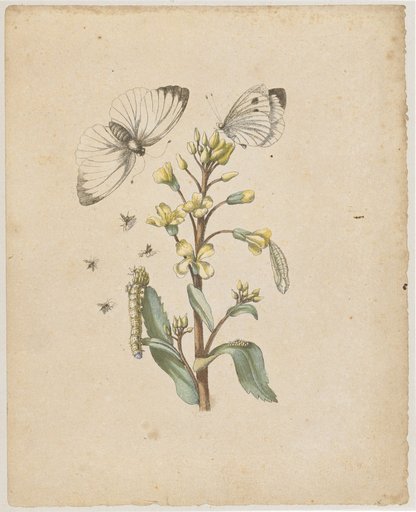 "A Yellow Cabbage Blossom. / Flos brassicae viridis." (with cabbage white butterfly)