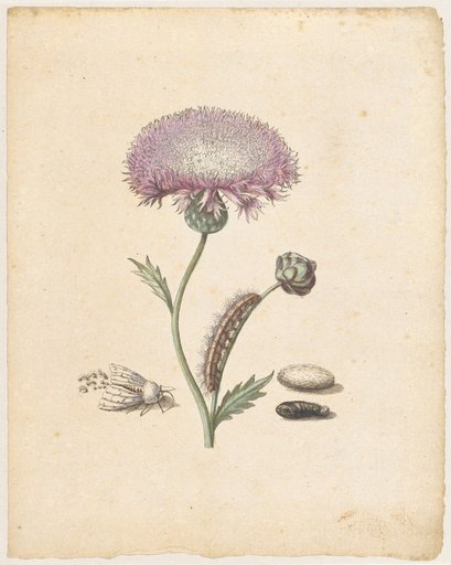 "Purple Musk Mallow. / Jacéa moschata, purpurea." (with nun moth)