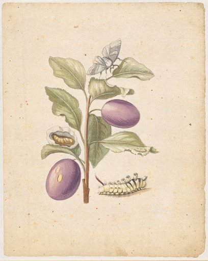 "Plum Fruit. / Fructus prunorum." (with longhorn beetle)