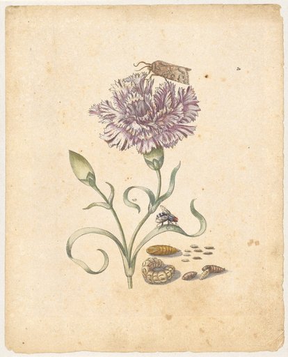 "Purple Carnation. / Caryophyllus purpureus." (with moth)