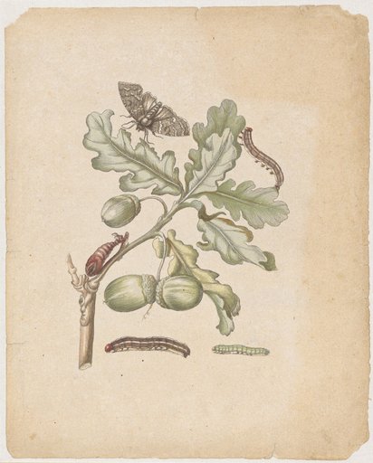 "Oak Tree with Fruit. / Quercus, cim fructu." (with maple moth or ear moth)