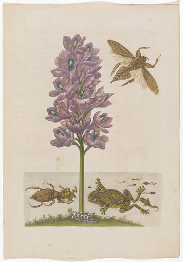 A Species of Hyacinth with Toad and Water Spider
