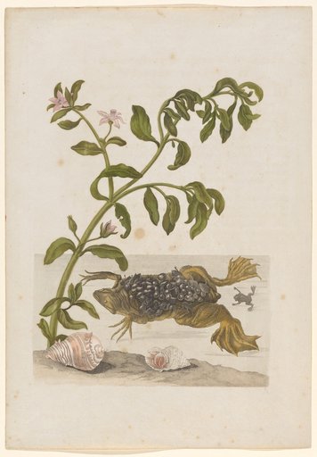 A Species of Watercress with Toad and Mussels