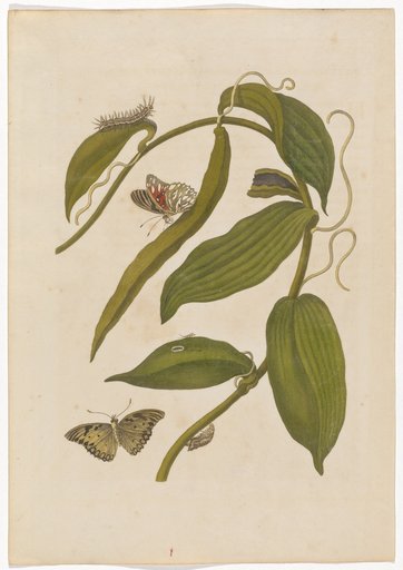 Vanilla with a Tiger Moth