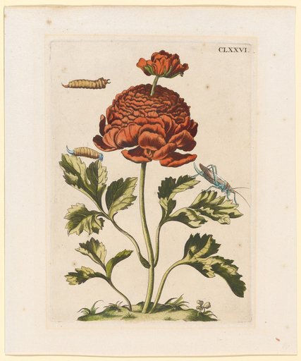 Double Red Anemone with Grasshopper