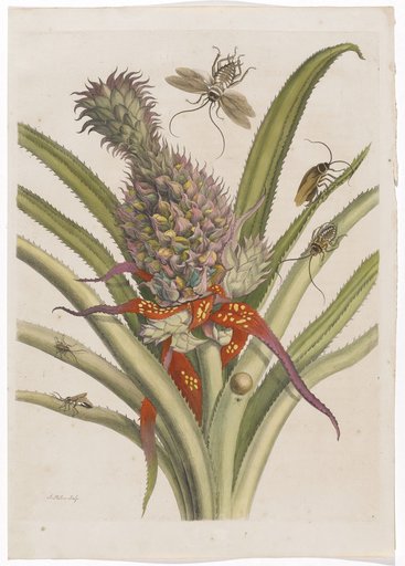 Pineapple with South American Cockroaches (including accompanying text sheet)