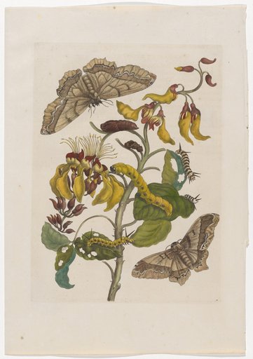 Lappet Moth on the Lappet Tree (including accompanying text sheet)