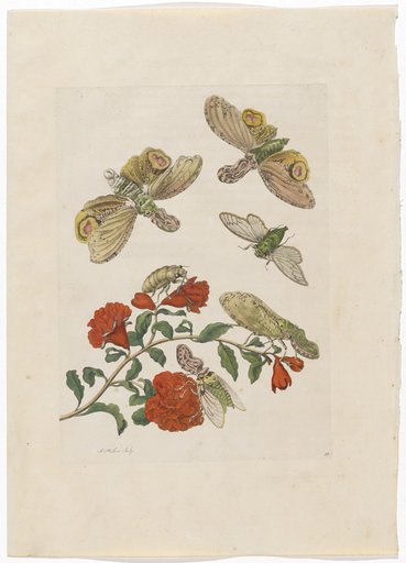 Pomegranate Blossom with Lantern Fly Cicada (including accompanying text sheet)