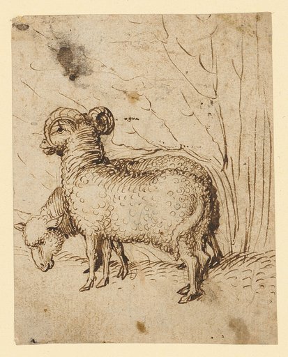 Sheep and Ram on the pasture