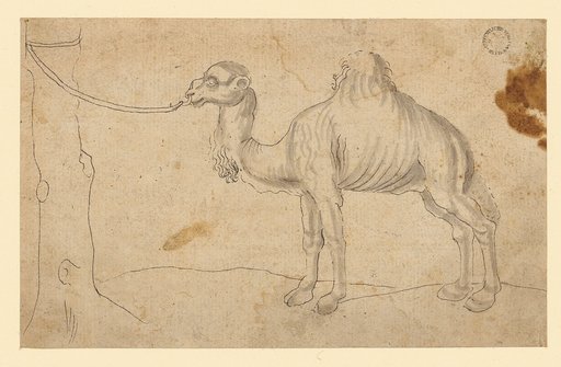 Dromedary facing left, tied to a tree trunk