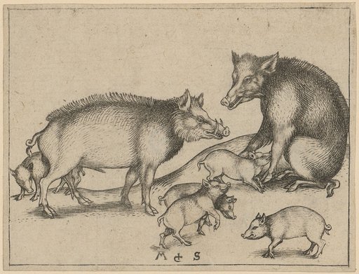 Pigs