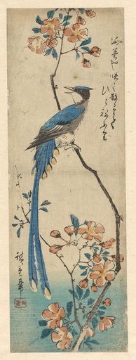 Red-billed Kitta on a Blossoming Plum Branch