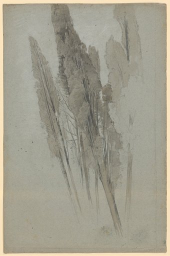 Group of Cypress Trees