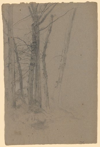 Group of Tall-Trunked Deciduous Trees