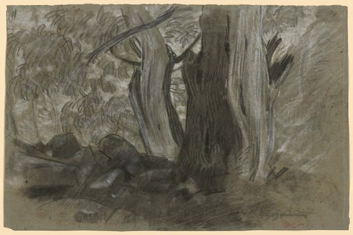 Two Tree Trunks on Rocky Ground