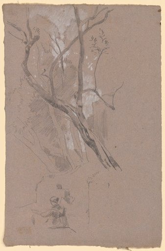 Tree Studies in a Deciduous Forest
