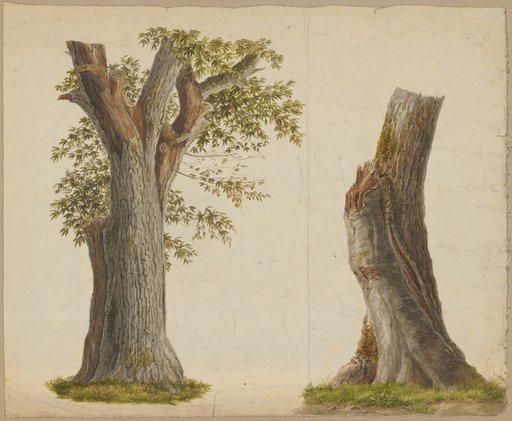 Tree Studies