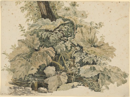 Large-Leaved Marsh Plant by a Forest Stream