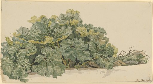 Rhubarb Leaves
