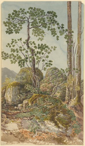Three Trees Rising from a Rock Outcrop