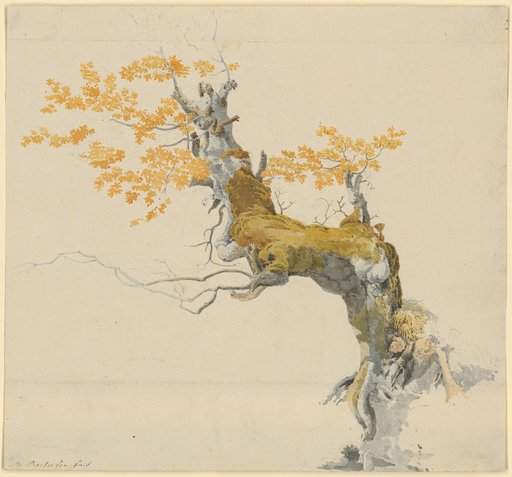 Gnarled, Moss-Covered Tree Trunk