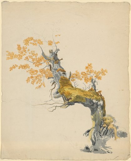 Gnarled, Moss-Covered Tree Trunk with Partially Exposed Root System, Bending Horizontally to the Left at Mid-Height; The Crown Piece is Broken Off, the Stump Light, Surrounded by Yellowish Light