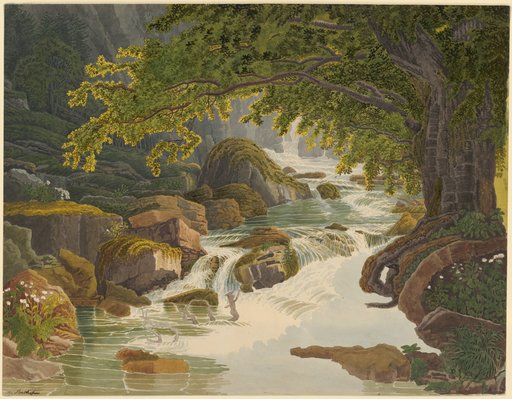 Forest Stream