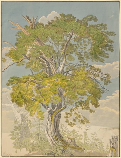 Leafy Tree with Various Dead Branches, Rising from Flowering Herbs; The Blue Sky Traversed by White-Rimmed Clouds