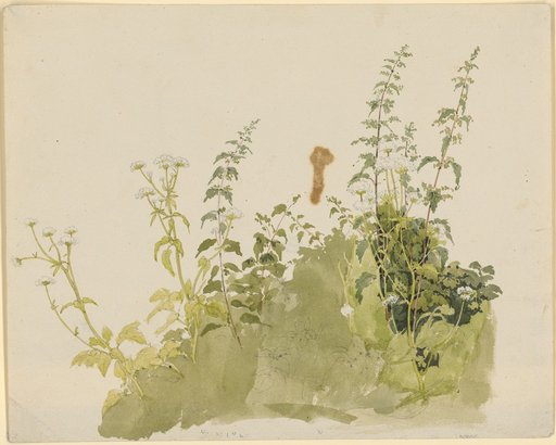Plant Study